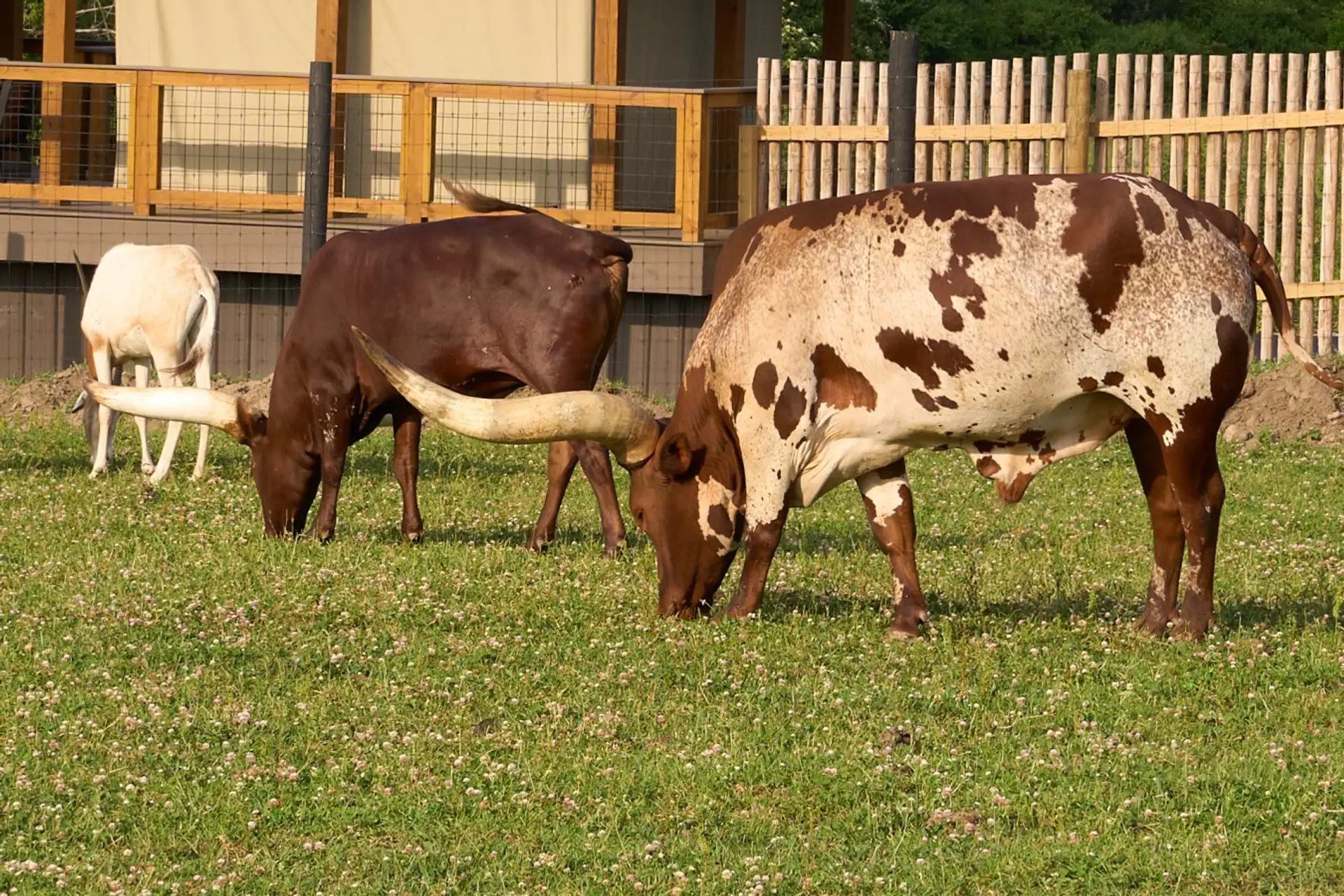 Watusi