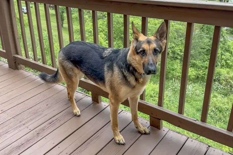 Four-legged guests welcome, up to 2 dogs per stay
