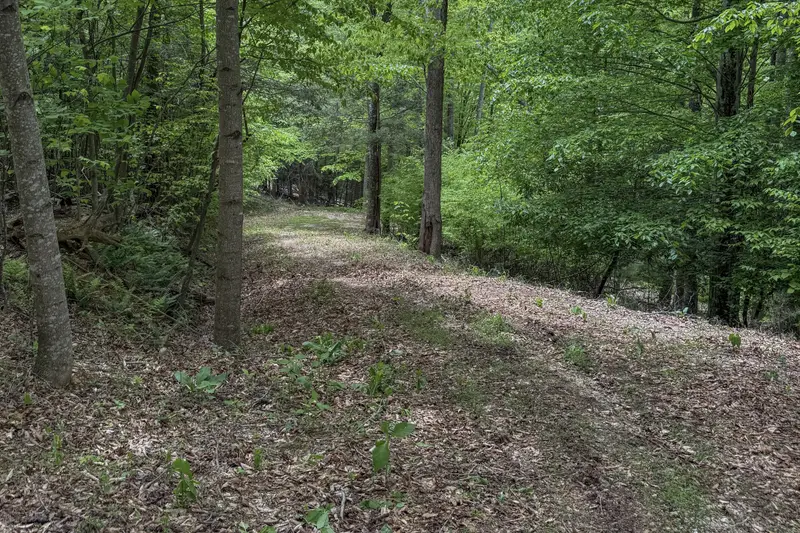 Wooded natural driveway up to the retreat