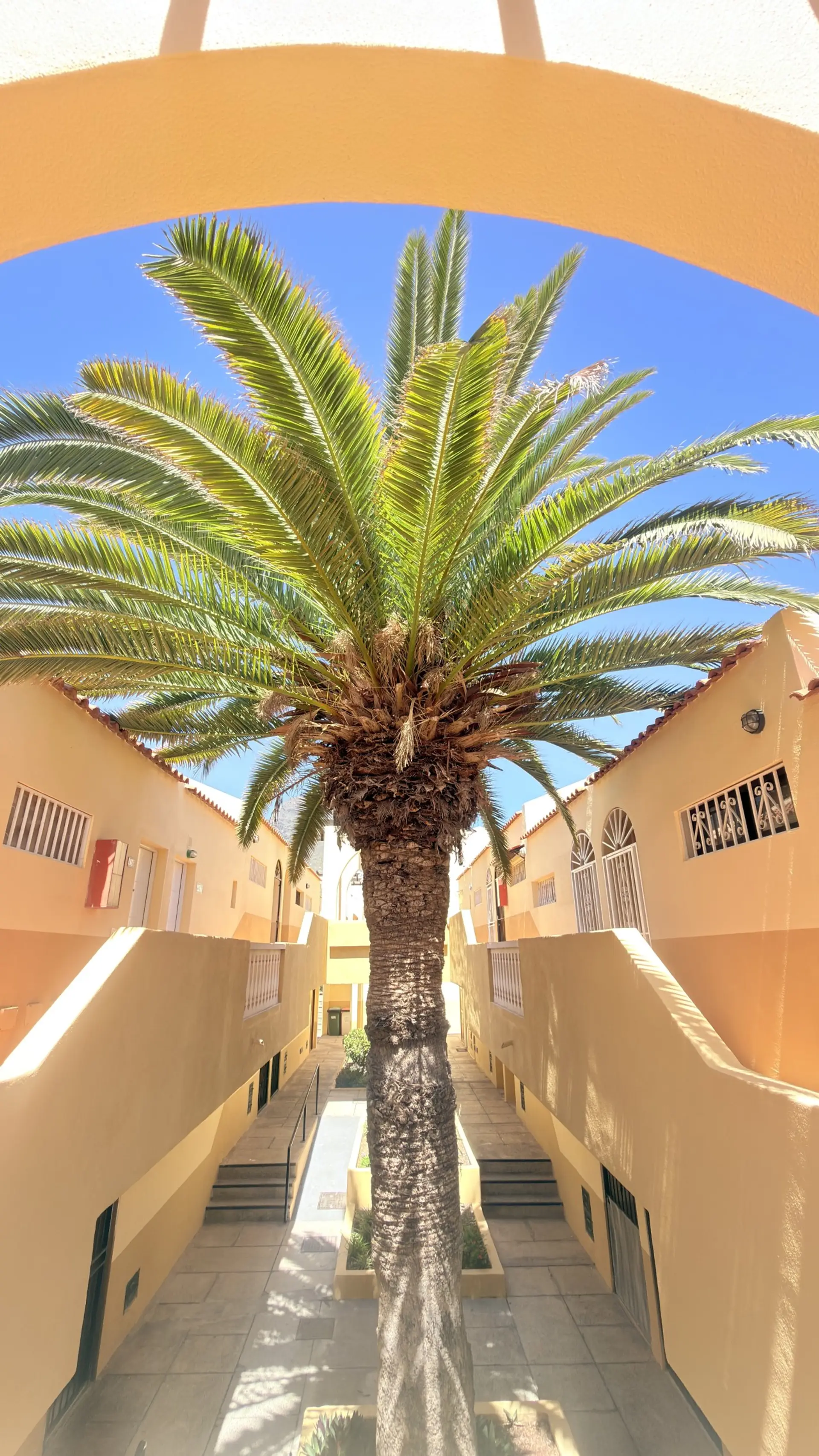 Resort archway framed by a palm tree