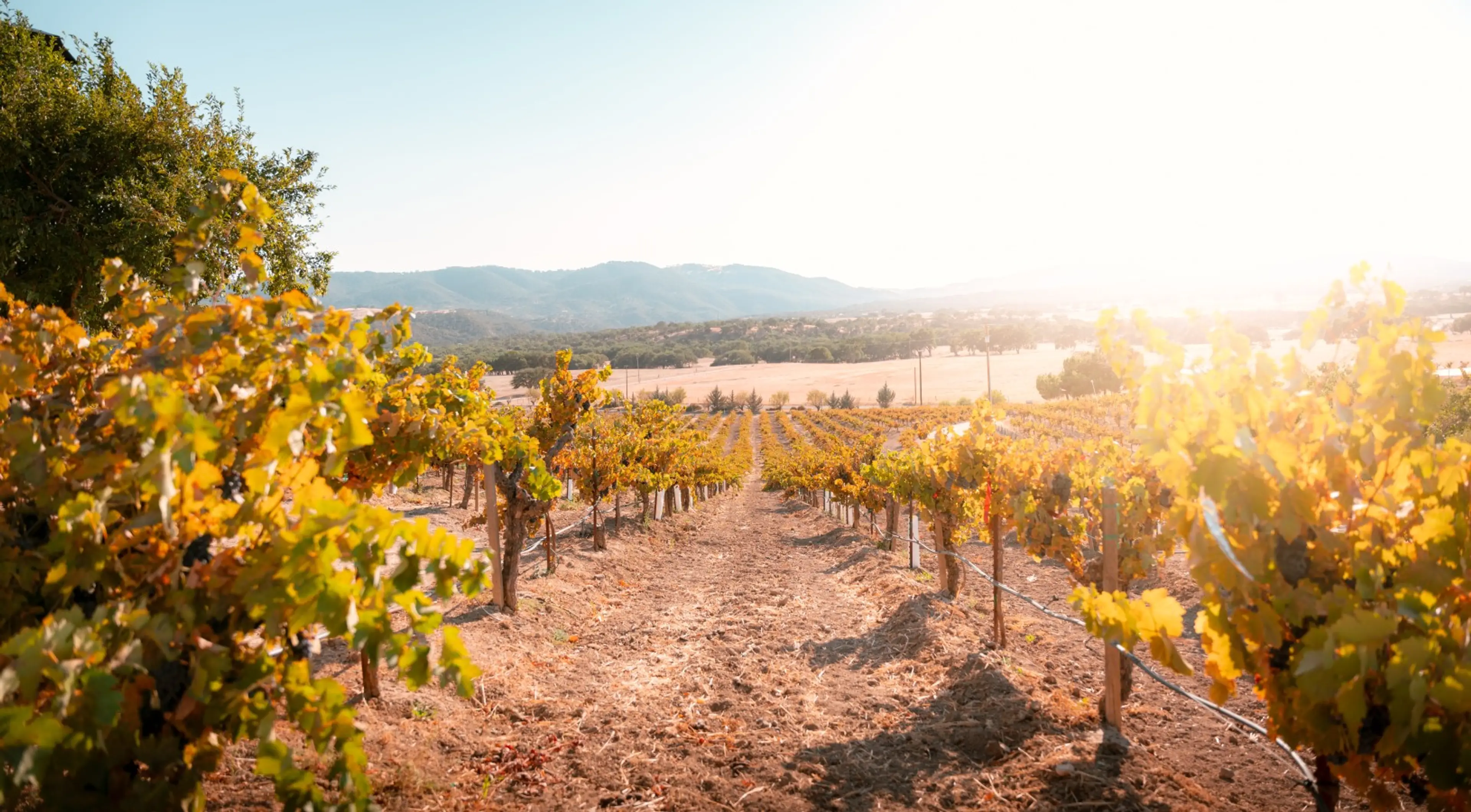 Stay Suite - Romantic Couples Vineyard Stay