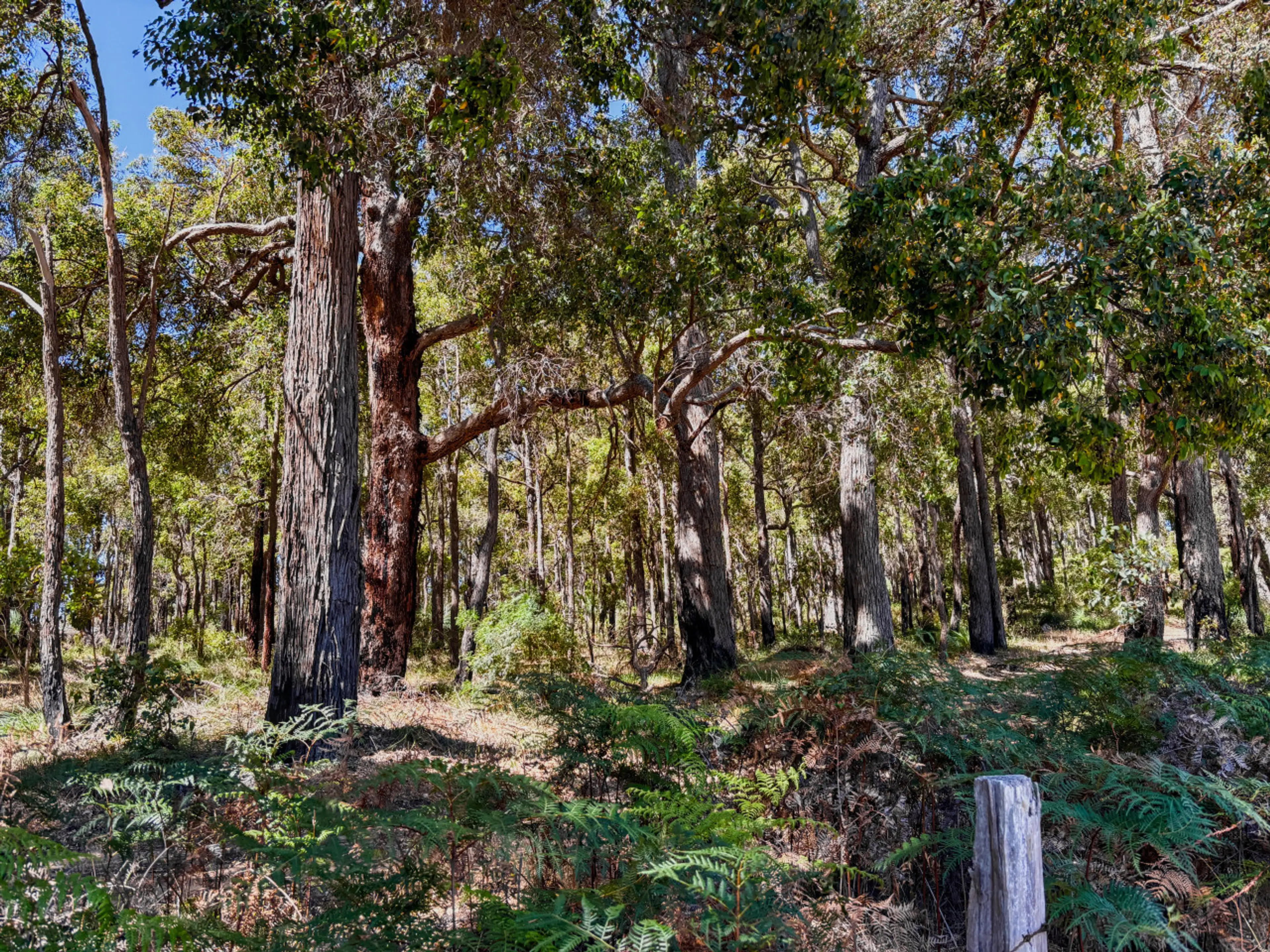 Natural bush surrounds with established trees and native undergrowth, offering privacy and a true country setting. Step outside and enjoy the peaceful sounds of birds, fresh air and the beauty of the Blackwood landscape.