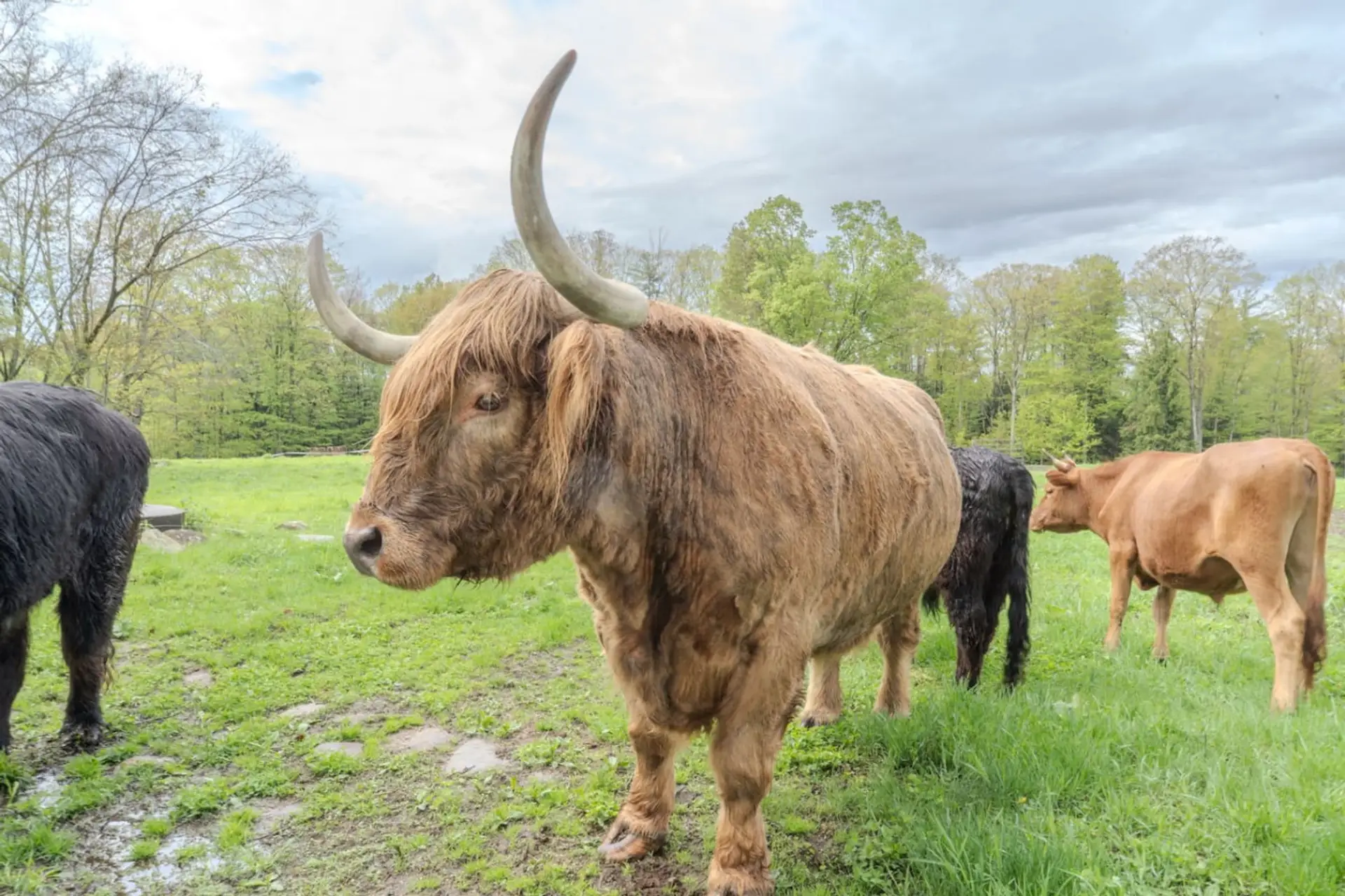 Visit with our friendly cattle