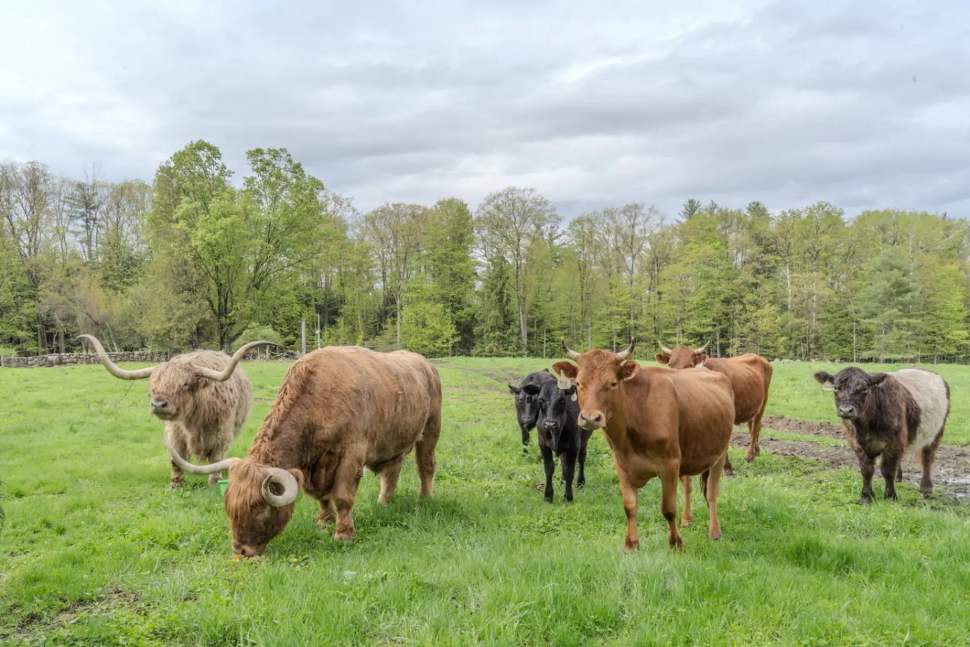 Visit with our friendly cattle