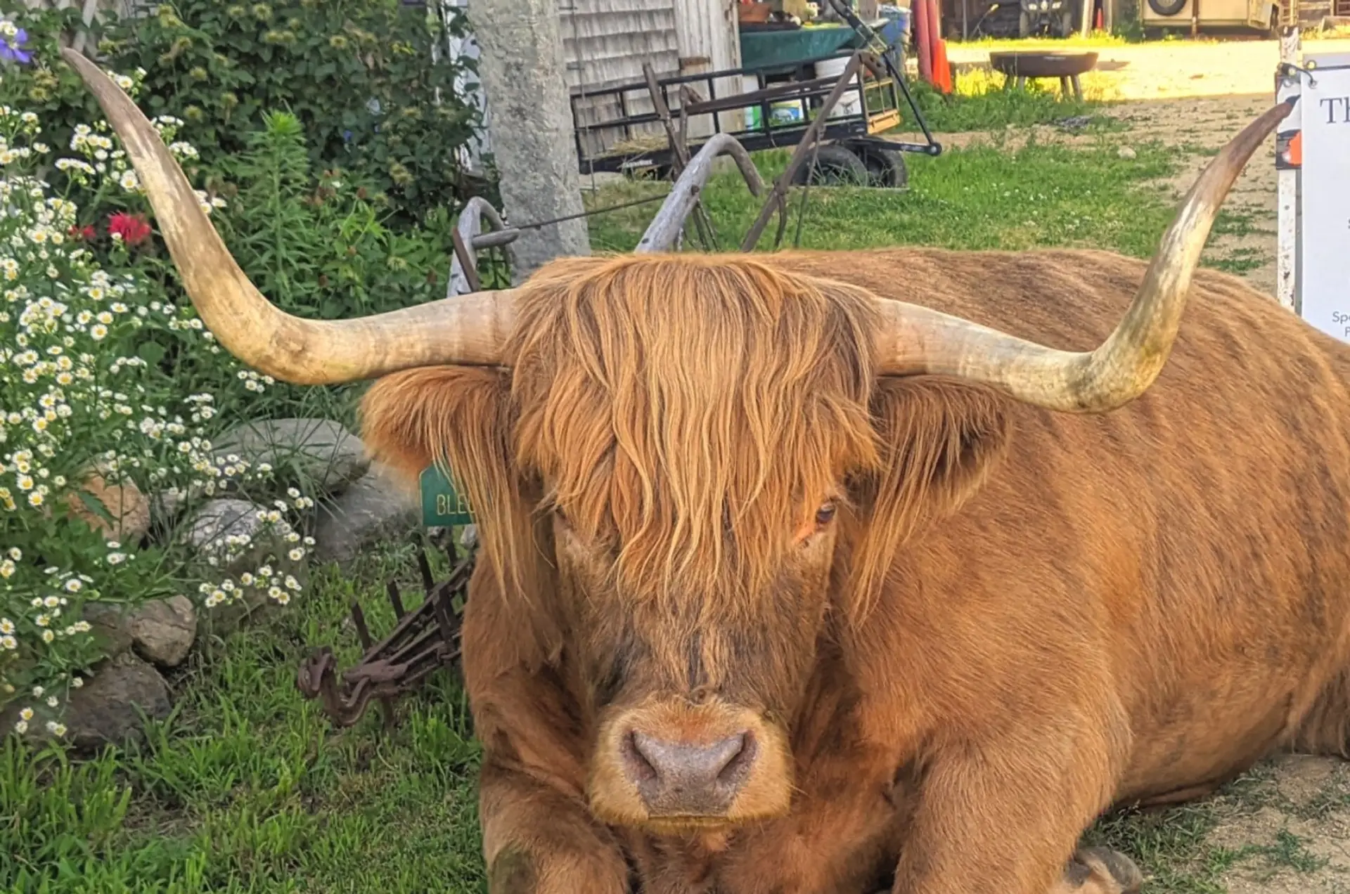 Scottish Highland Cattle to Visit