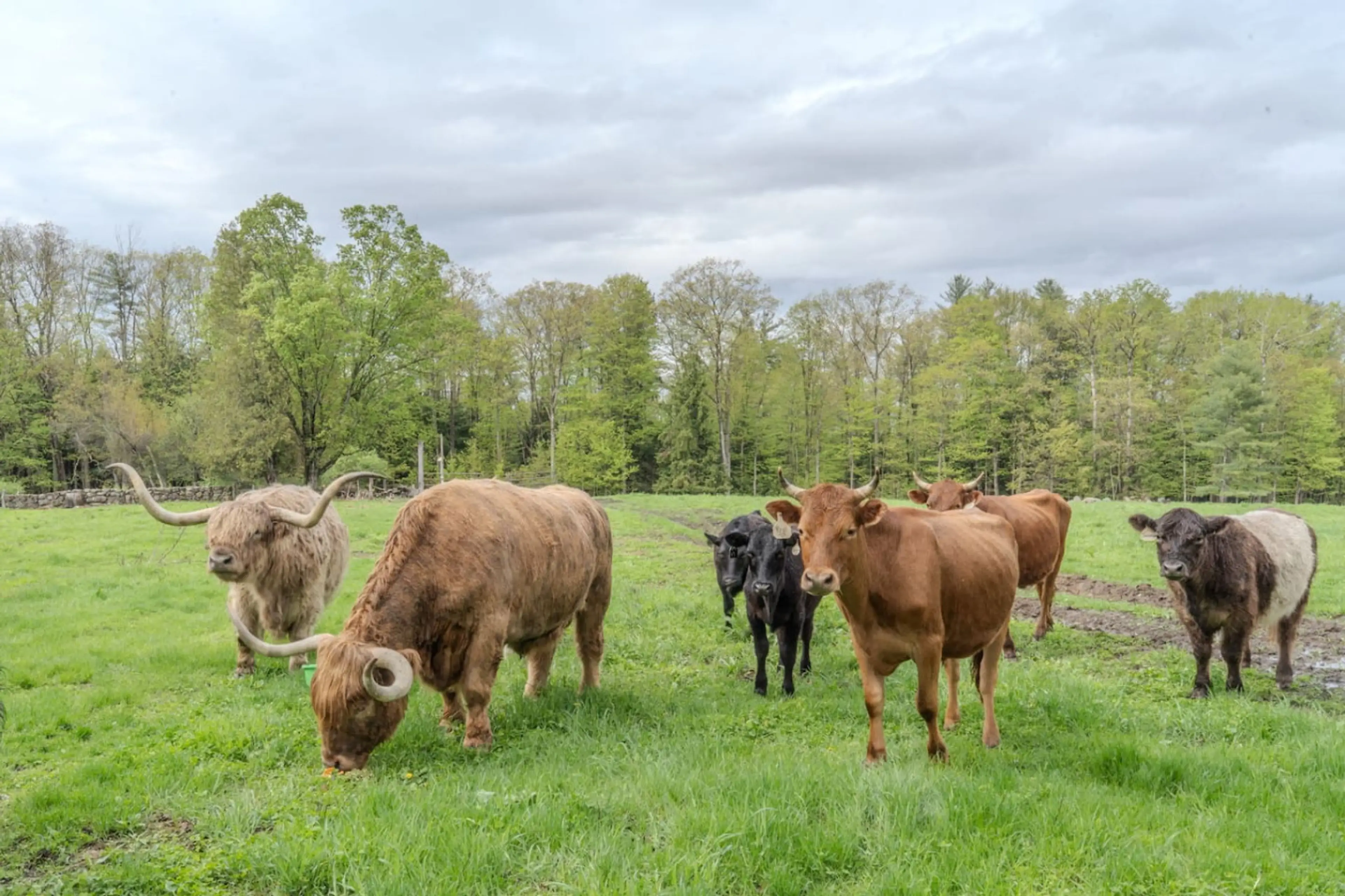Scottish Highland Cattle to Visit