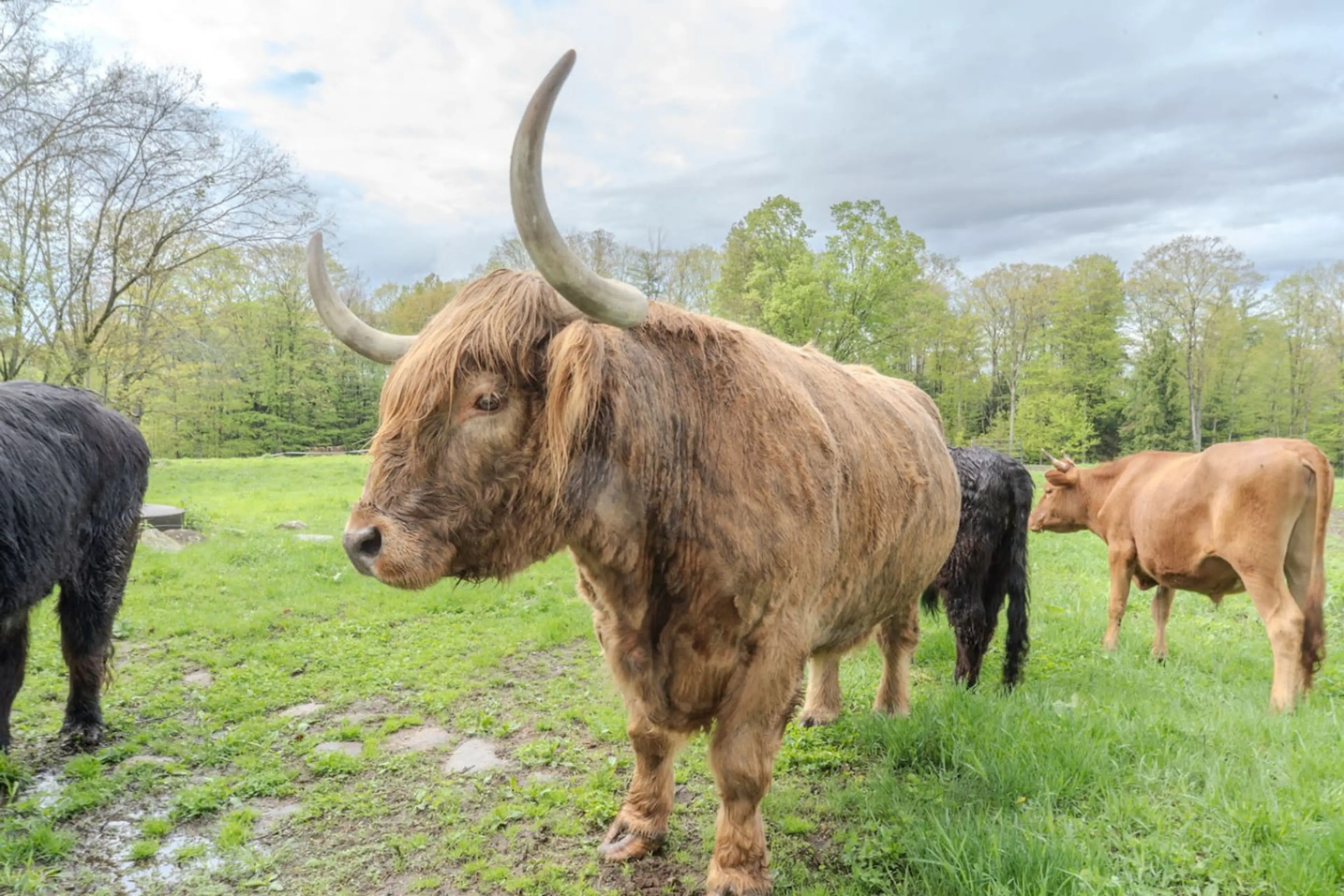A working Highland cattle farm you can wake up on — farm life, without the hard work.