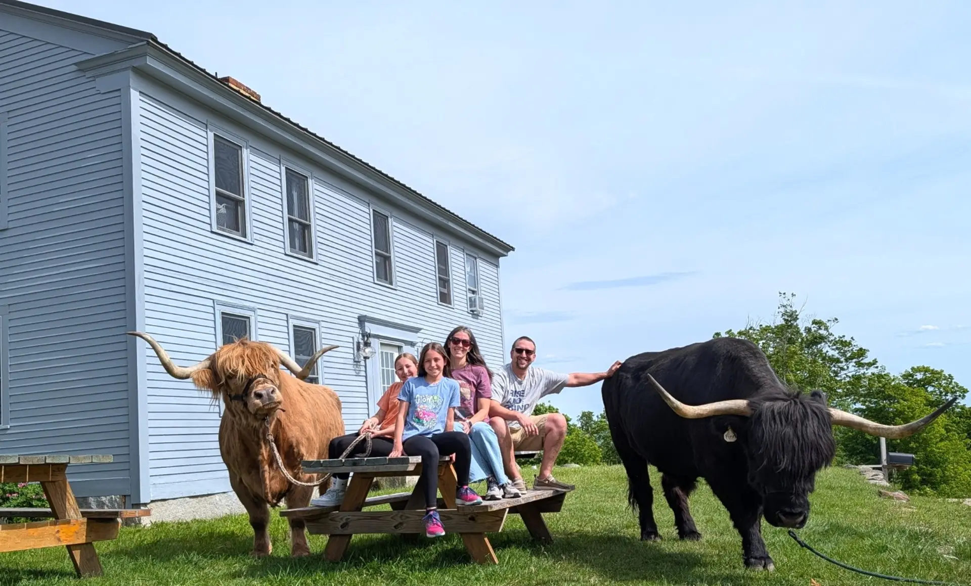 Visit with our friendly Highland bovines