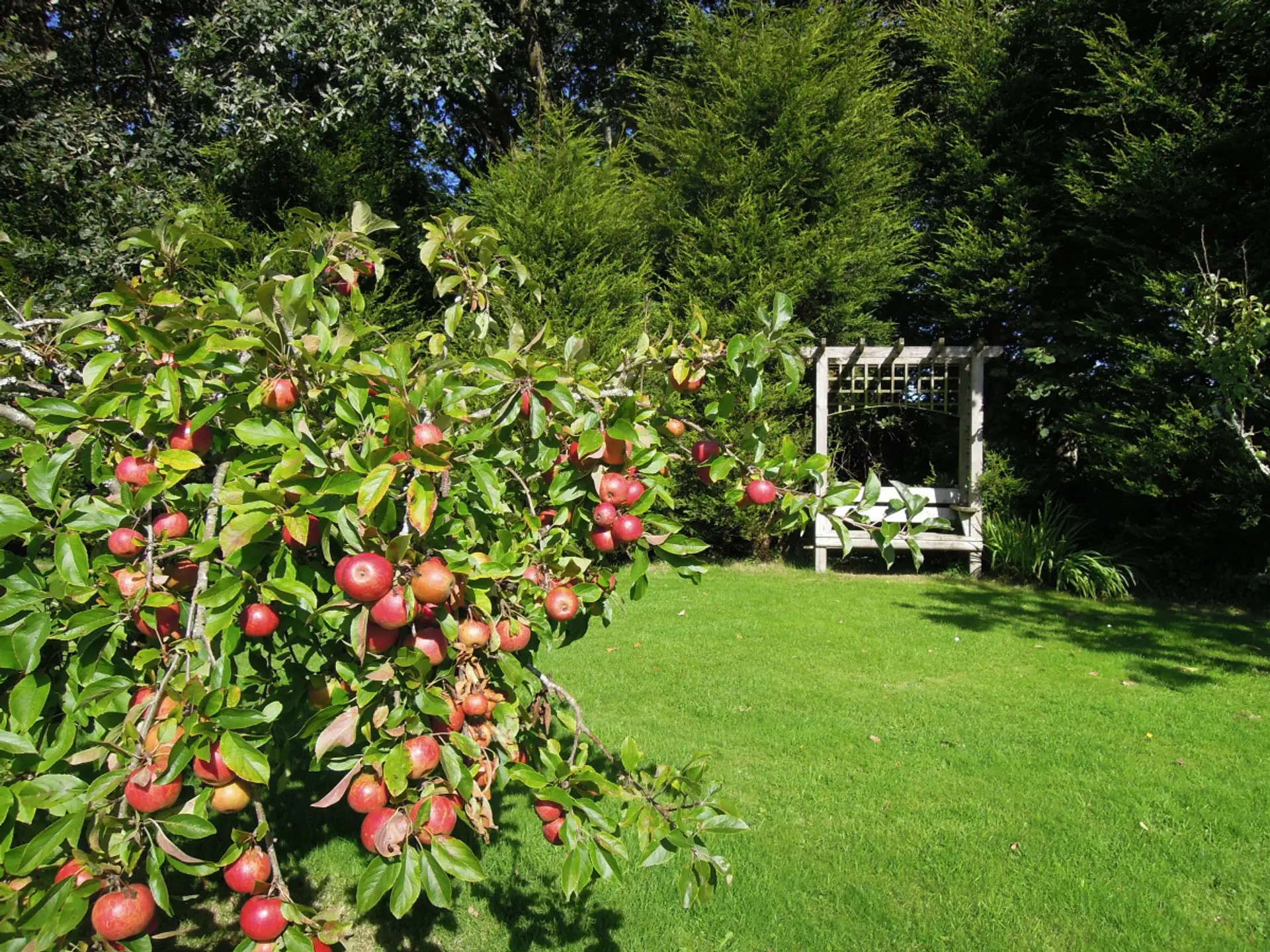 Apple Tree in Garden