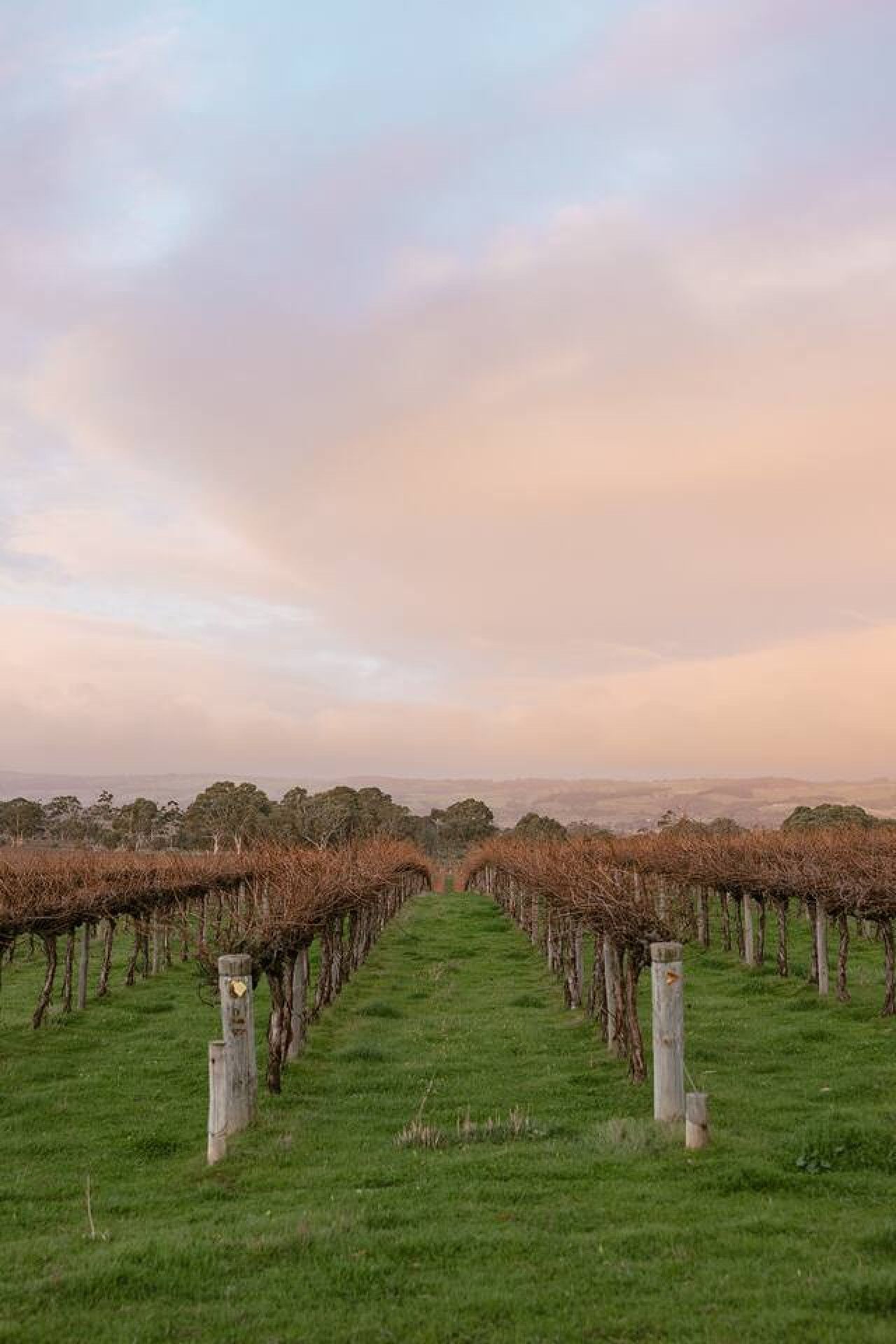 Wine Down - Image 9