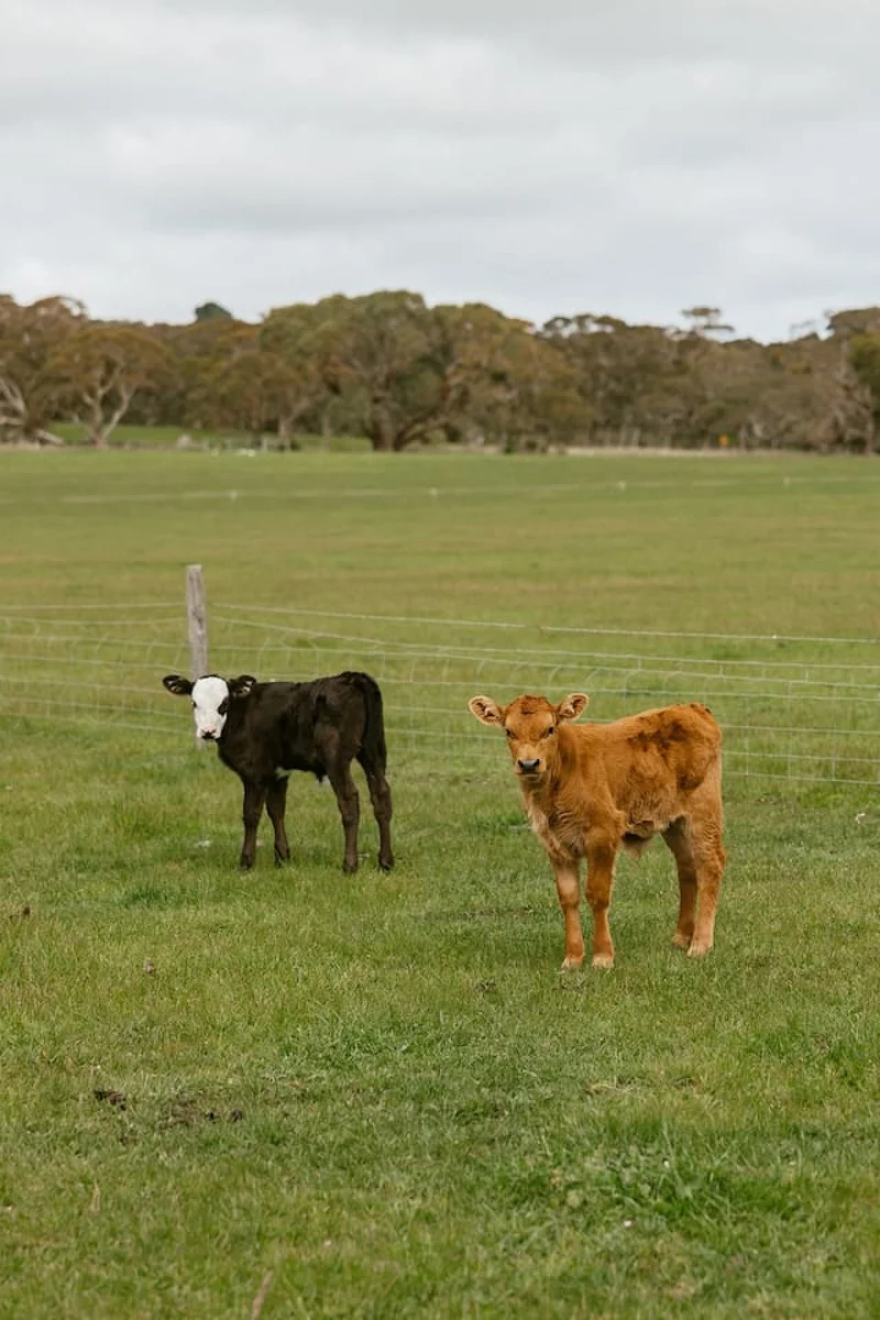 Wattle Hills - Image 67