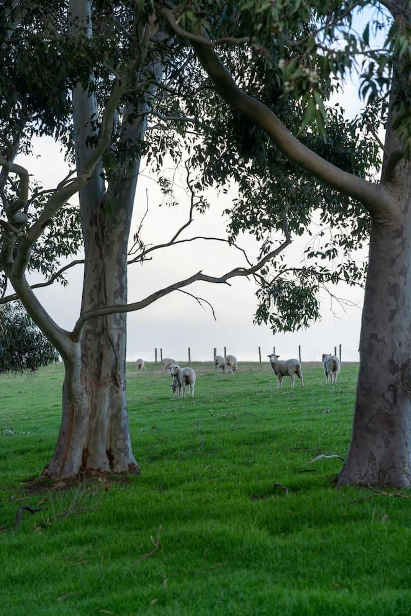 Wattle Hills - Image 53