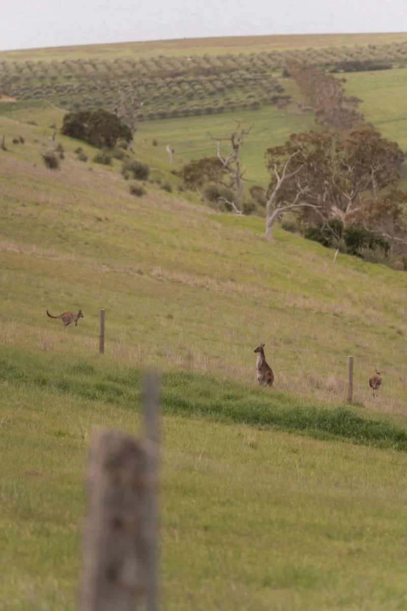 The Slow Acre - Image 51