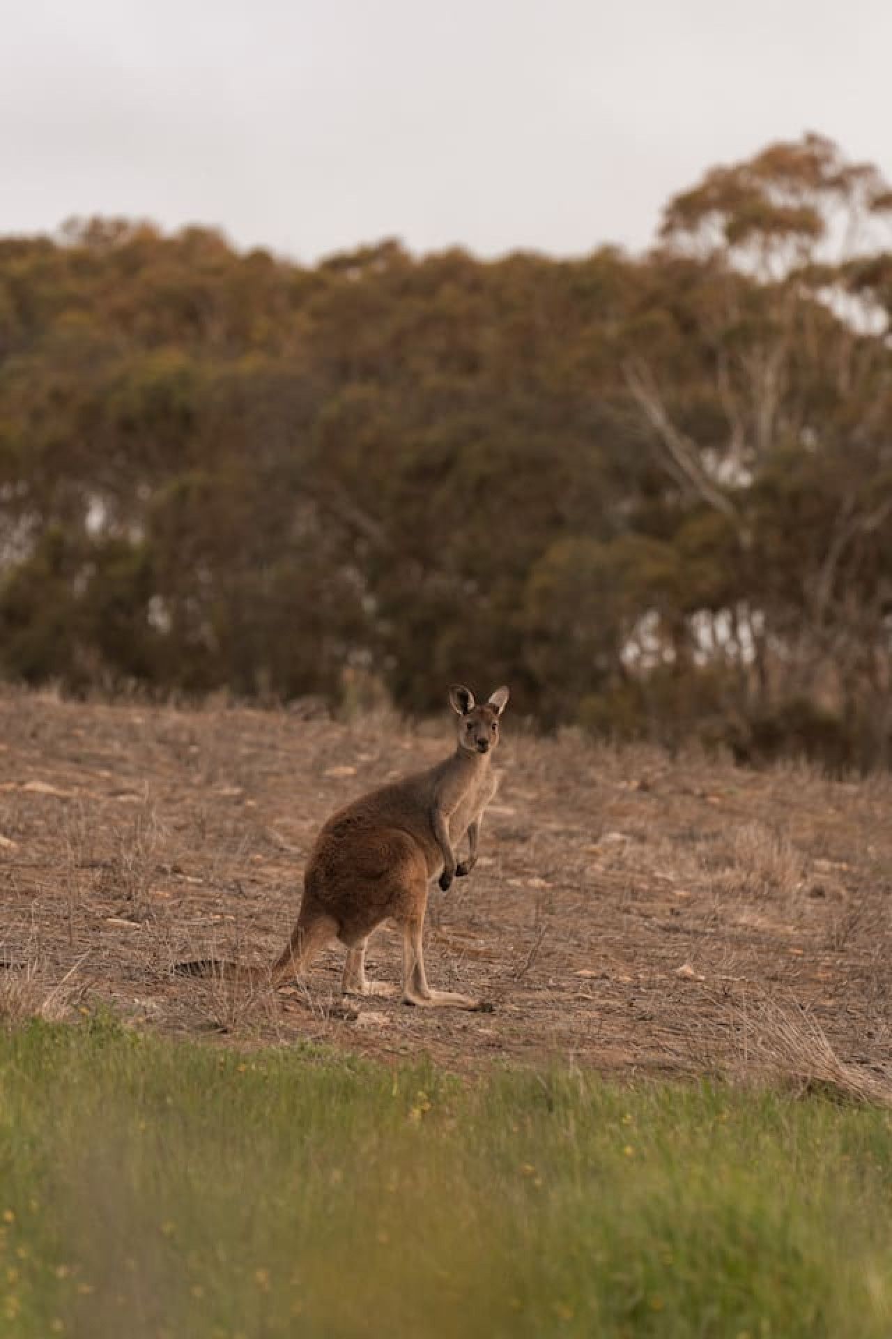 The Slow Acre - Image 5