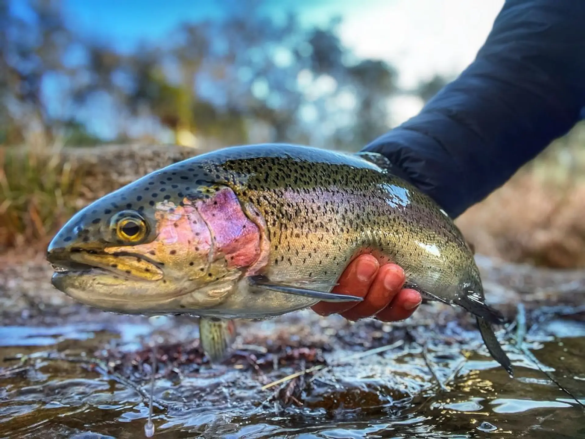 Guadalupe River Trout Fishing (Courtesy of @odomonthefly)
