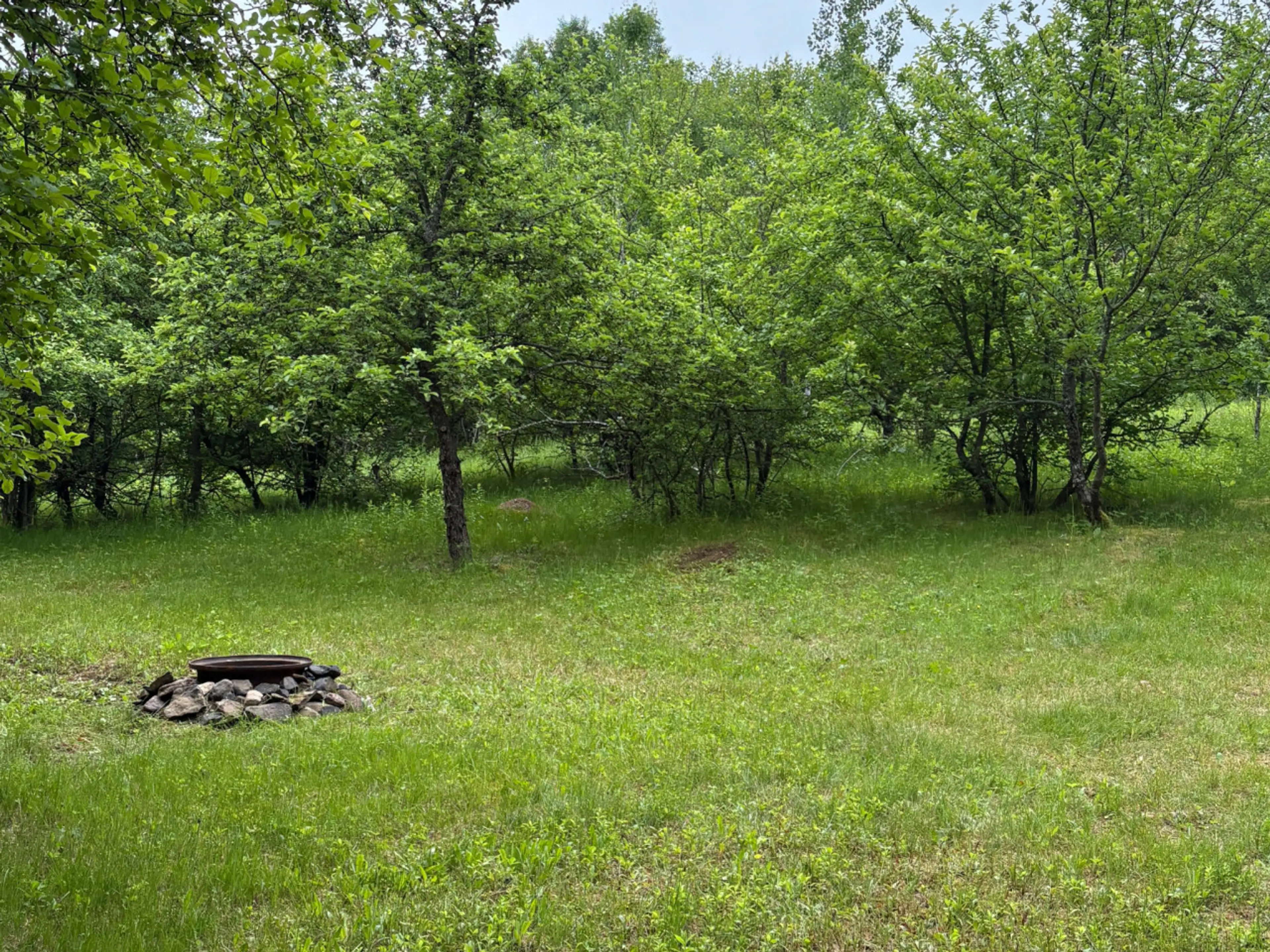 Spacious grassy tent site surrounded by trees with a private fire pit—perfect for families or small groups seeking nature near Poley Mountain.
