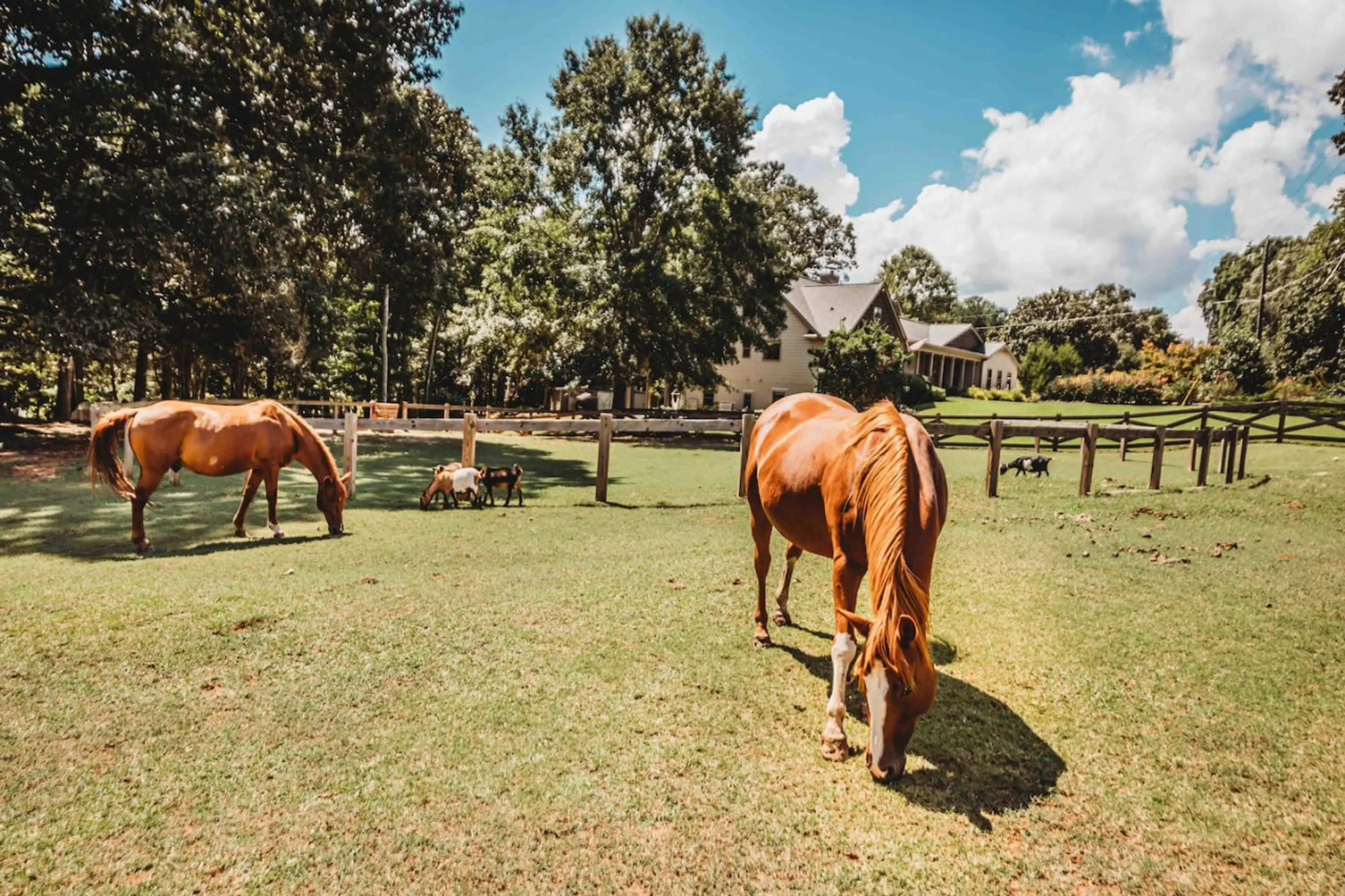 Enhance your ranch life experience with our friendly animal residents!