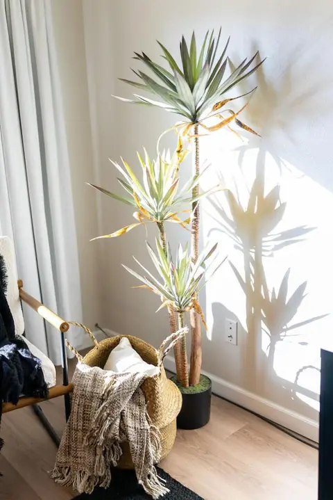 Potted palm in a basket by a sunny window