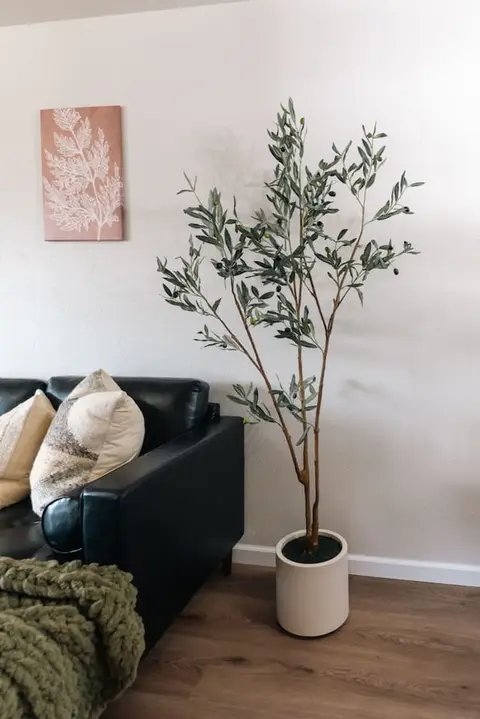 Black leather sofa with cream pillows beside a potted olive tree