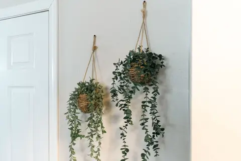 Two hanging plants on a white wall beside a door