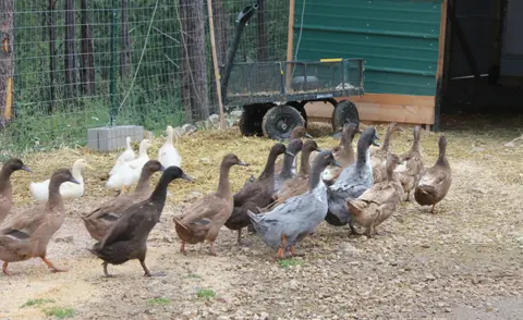 Ducks by a wagon in their pen