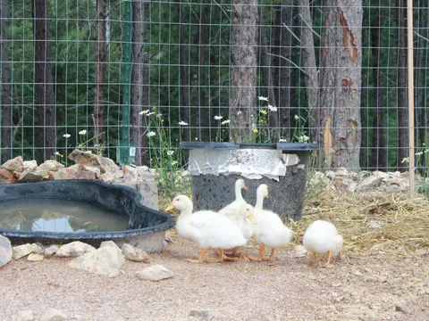 White ducklings by a water tub in the pen