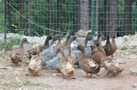 Ducks gathered inside a fenced pen