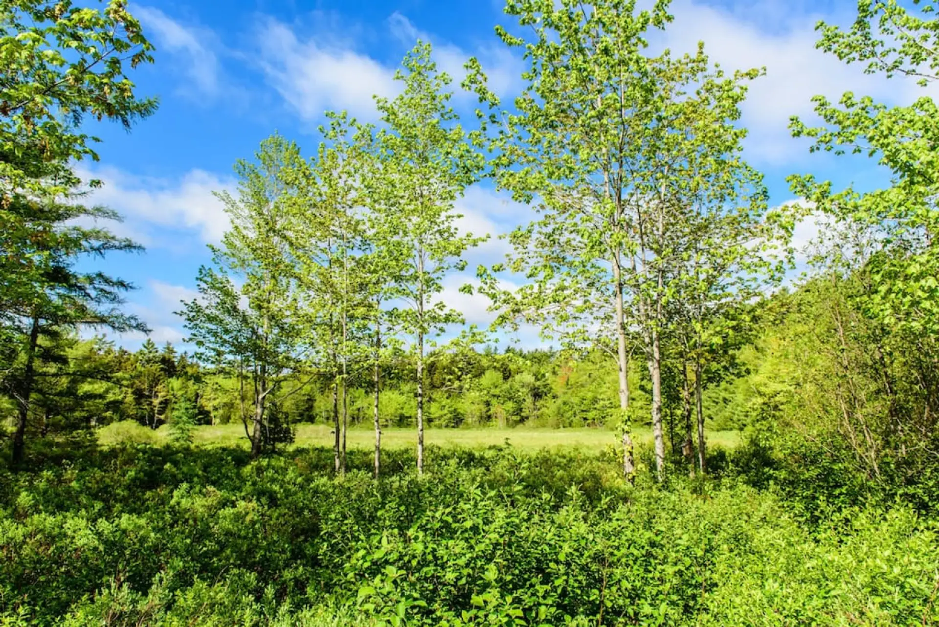 The view from the large deck overlooking Denning Brook and its wildlife such as Eagles, Osprey, deer, and zillions of songbirds.