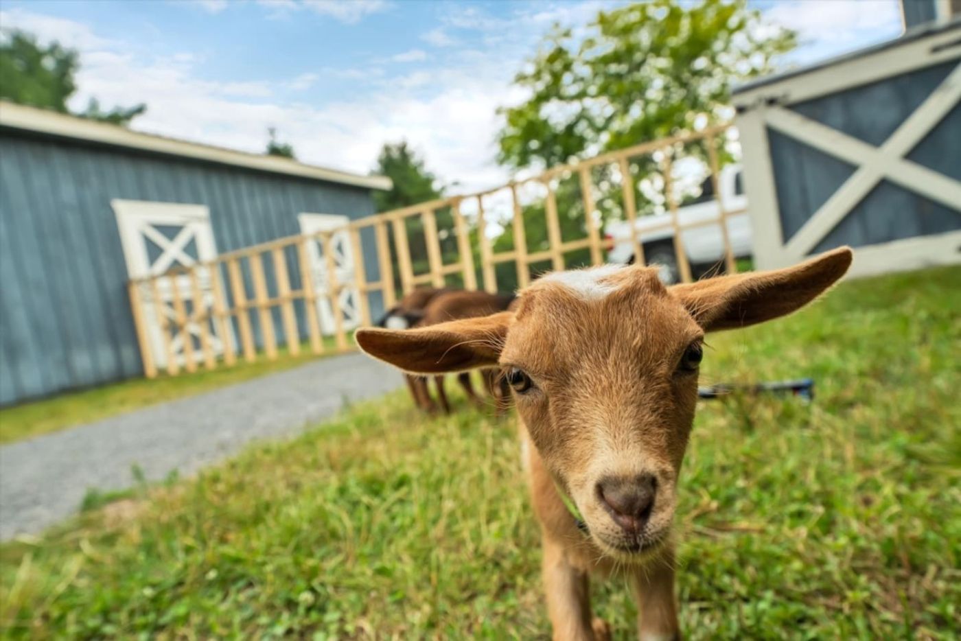Curious baby goat close up by the blue barn
