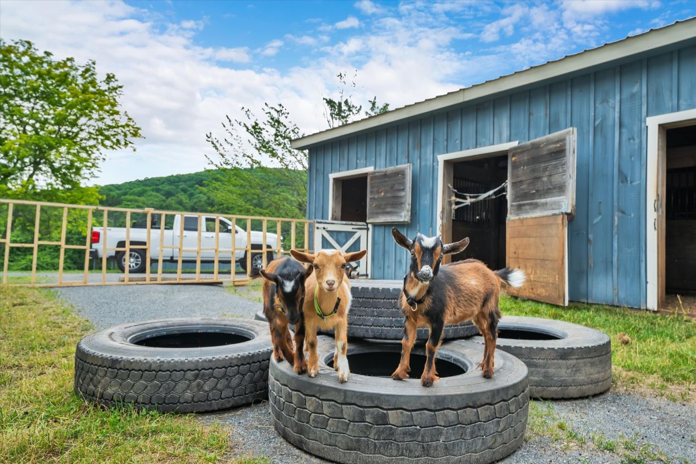 Baby goats on the fire pit in front of the blue barn
