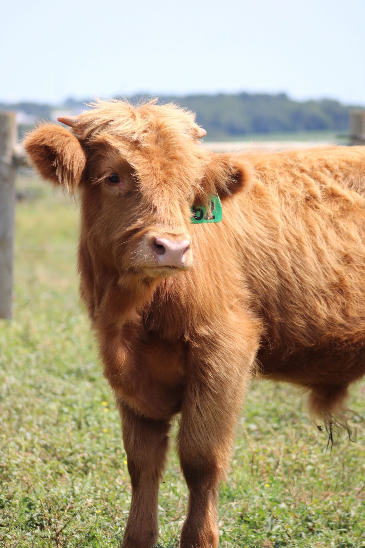 Teddy the highland cow in the pasture