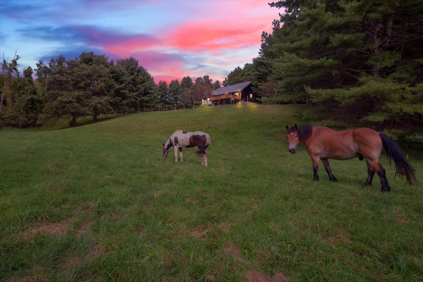 Horses grazing in the pasture